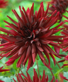 Георгина кактусовидная Нуит дэ Эте, 1 шт, Нидерланды