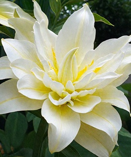 Лилия восточная махровая Май Веддинг 1 шт, Польша