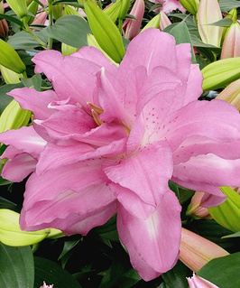 Лилия восточная махровая Лотус Дрим 1 шт, Польша