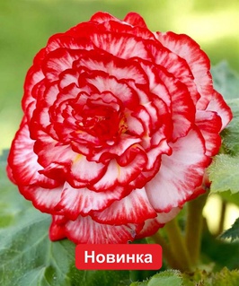 Бегония клубневая Мармората, 1 шт, Нидерланды