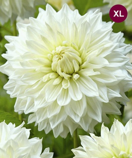 Георгина декоративная Сноу Кантри, 1 шт, Нидерланды