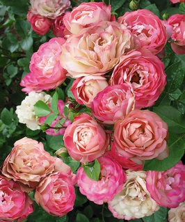 Роза флорибунда Акрополис 1 шт, Сербия