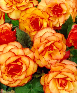 Бегония клубневая Пикоти Елоу Рэд, 1 шт, Нидерланды