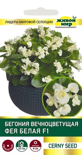 Бегония вечноцветущая Фея белая F1 (Cerny seed) 10 шт, РБ