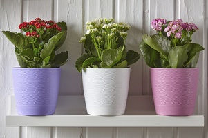 Коллекция Блюз