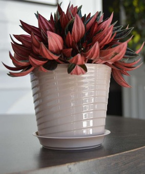 Фиалочница Верона, D11, 0,75 л, фраппе, с поддоном, РФ