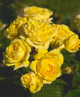 Роза флорибунда Фрезия 1 шт, Сербия