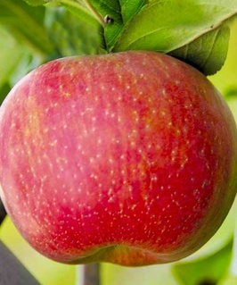 Яблоня Хани Крисп (Арнабель) 1 шт, РБ