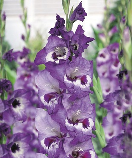 Гладиолус крупноцветковый Виста, 3 шт, Нидерланды