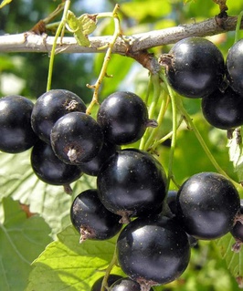 Смородина черная Памяти Вавилова 1 шт, РБ