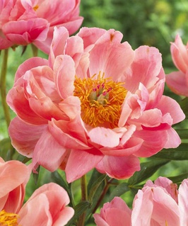 Пион травянистый Корал Шарм 1 шт., Нидерланды