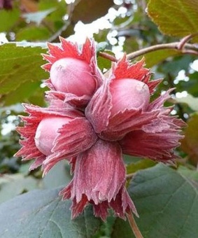 Фундук Краснолистный 1 шт, РБ