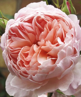 Роза английская Уильям Моррис 1 шт, Сербия