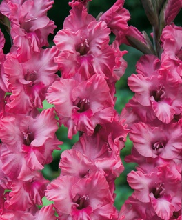 Гладиолус гофрированный Кингстон, 3 шт, Нидерланды