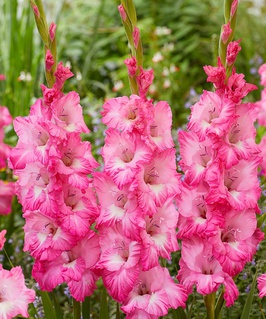 Гладиолус крупноцветковый Виолет Кинг, 3 шт, Нидерланды