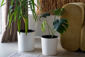 Коллекция Вега