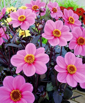 Георгина бордюрная Хэппи Дейс Пинк, 1 шт, Нидерланды