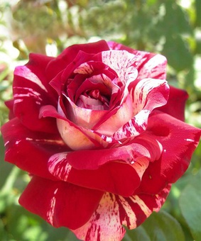 Роза чайно-гибридная Хулио Иглесиас 1 шт, Сербия