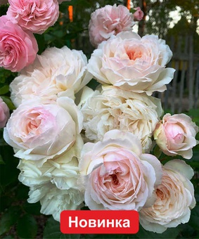 Роза плетистая Мини Пьер де Ронсар 1 шт, Сербия