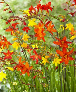 Крокосмия (монтбреция) Крупноцветковая микс, 5 шт, Нидерланды