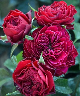 Роза флорибунда Фоерланд 1 шт, Сербия