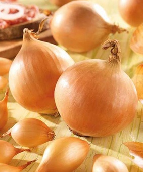 Лук севок фасованный Коррадо (10-21 мм) 0,5 кг, Нидерланды