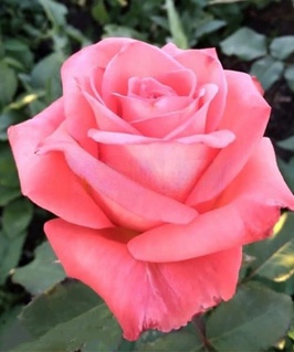 Роза чайно-гибридная Силла 1 шт, Сербия