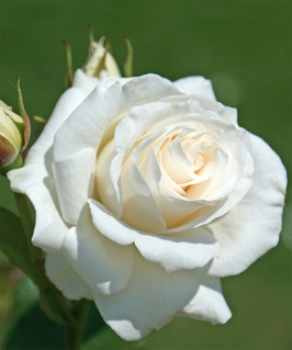 Роза чайно-гибридная Паскали 1 шт, Сербия