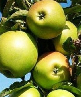 Яблоня колоновидная Президент 1 шт, РБ