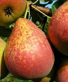 Груша Мраморная 1 шт, РБ