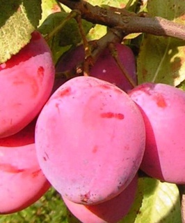 Слива Фаворито дель Султано 1 шт, РБ