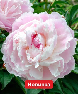 Пион травянистый Ширли Темпл, 1 шт., Нидерланды