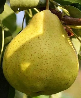 Груша Большая летняя 1 шт, РБ