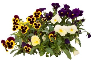 Двулетники