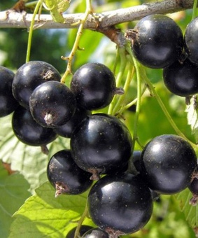 Смородина черная Лентяй 1 шт, РБ