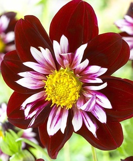 Георгина анемоновидная Найт Баттерфляй, 1 шт, Нидерланды