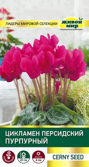 Цикламен персидский Пурпурный (Cerny seed) 3 шт, РБ