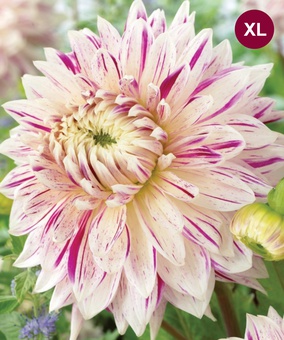 Георгина декоративная Авиньон, 1 шт, Нидерланды