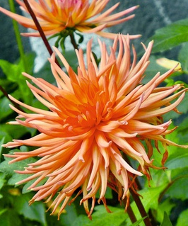 Георгина бордюрная кактусовидная Парк Рекорд, 1 шт, Нидерланды