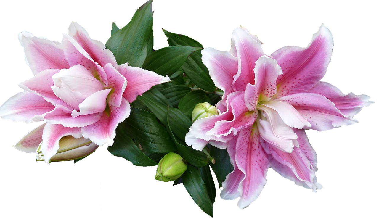 луковицы лилий, купить луковицы лилий, купить луковицы лилий в белоруссии, хочу купить луковицы лилий в белоруссии, луковицы лилии весной, луковицы лилий минск, как сохранить луковицы лилий, лилии луковицы почтой, купить луковицы лилий в минске, лилии купить луковицы почтой