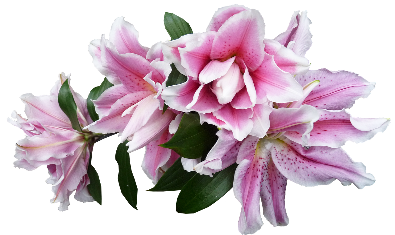 как сохранить до весны луковицы лилий, купить луковицы лилий беларусь, хранение луковиц лилий, как сохранить луковицу лилии в домашних условиях, луковицы лилий оптом, луковицы лилий на весну 2018, купить луковицы лилий весна 2018, купить луковицы лилий весна, сорта лилий, сорта лилий фото, лилии название сортов, лилии сорта с фото и названиями