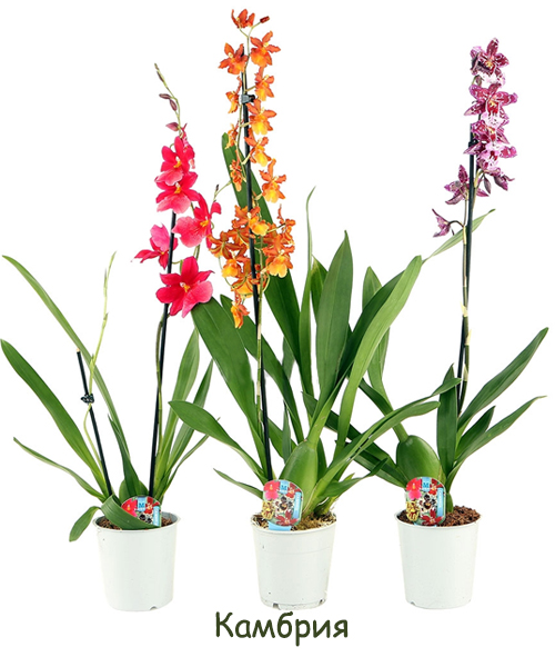 Грунт для орхидеи Камбрия