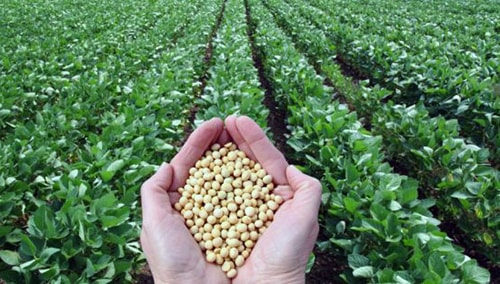 купить семена, где купить семена, купи семена магазин, купить семена почтой, семена купить в Минске, семена купить в интернет, купить семена в интернет магазине, купить семена оптом, купить семена в Беларуси