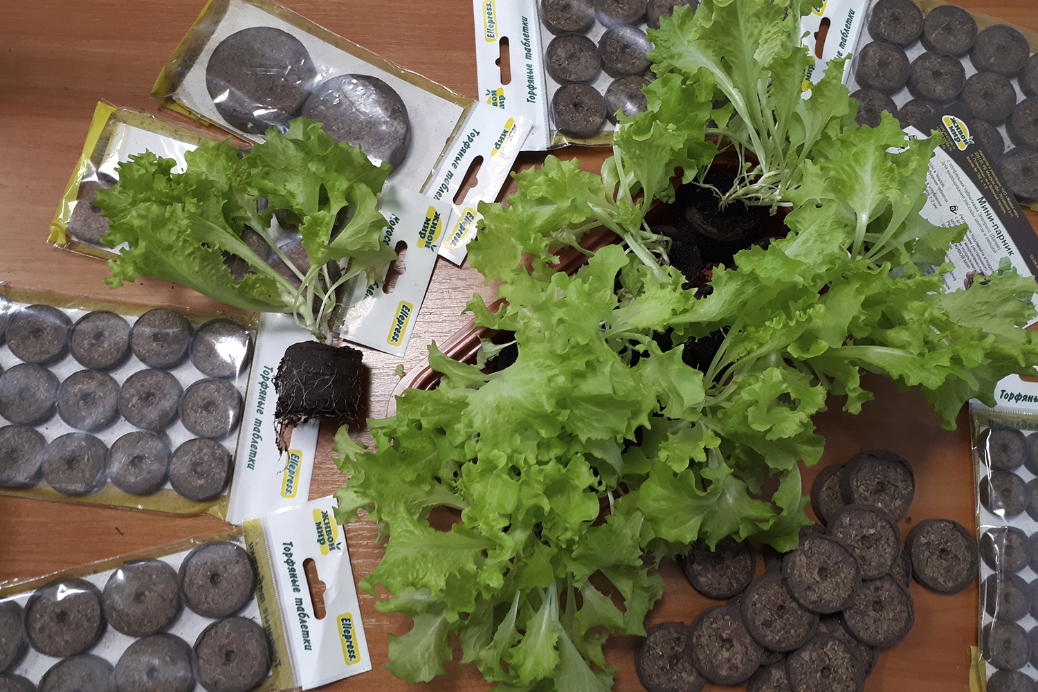 Кокосовые и торфяные таблетки